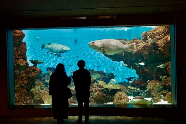 Obří kanic v akváriu