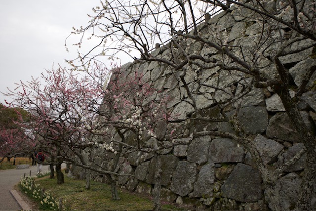 Hradby s květy švestek