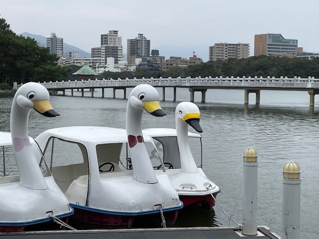 Labutí lodě v parku Ohori