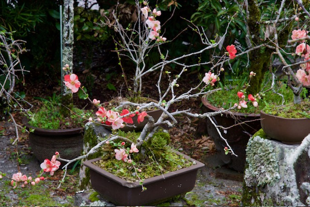 Kvetoucí sakura v zahradě