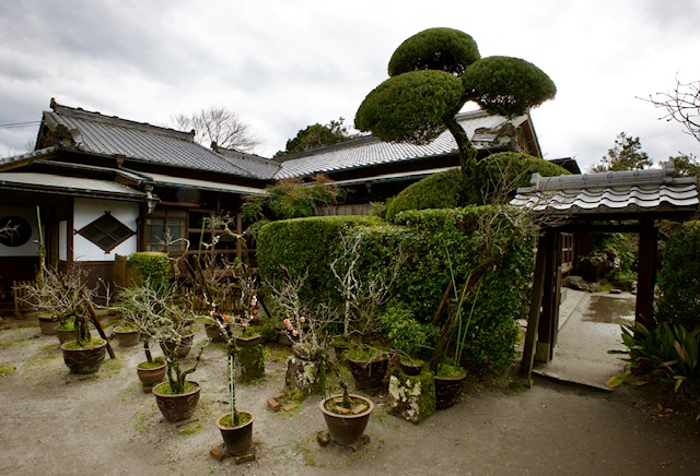 Stromy v samurajské zahradě